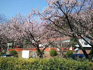 Ume